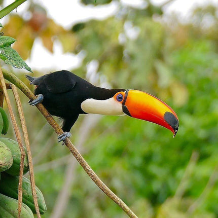 30 Papaya Fruit Tree | Carica Papaya Seeds - Seed World