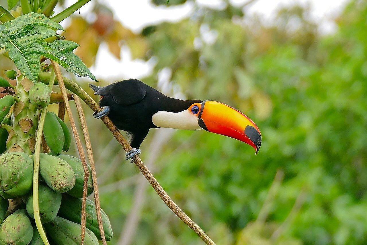 30 Papaya Fruit Tree | Carica Papaya Seeds - Seed World