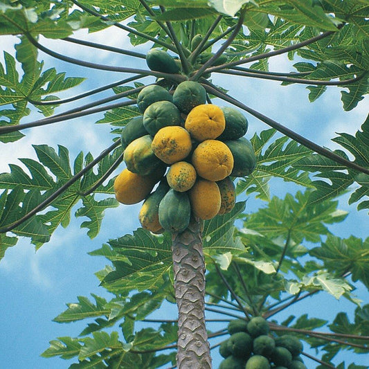 30 Papaya Seeds - Seed World