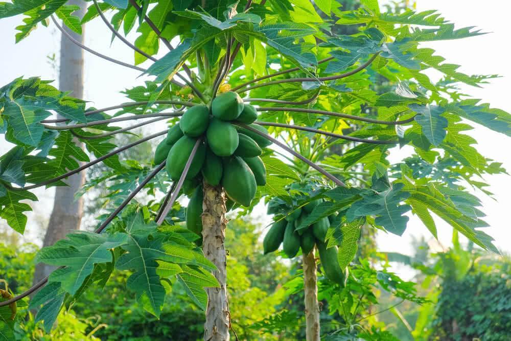 30 Papaya Seeds - Seed World