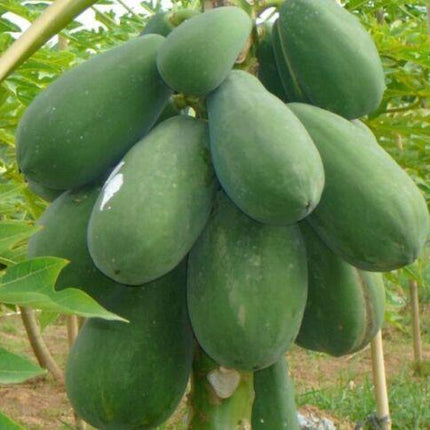 30 Papaya Seeds - Seed World