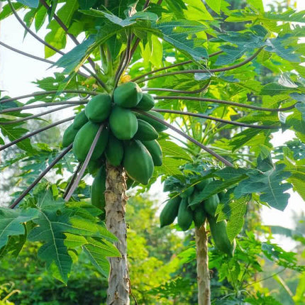 30 Papaya Seeds - Seed World
