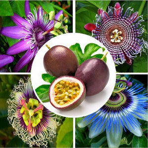 30 passion fruit seed Tropics Passiflora - Seed World