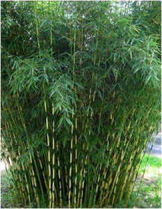 30 Pingwu Bamboo Seeds - Seed World