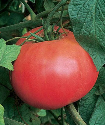 30 Pink Brandywine Tomato Seeds - Seed World
