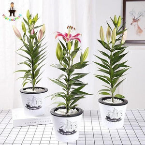 30 Pink Lily Flower Seeds - Seed World