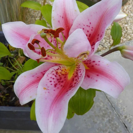 30 Pink Lily Flower Seeds - Seed World