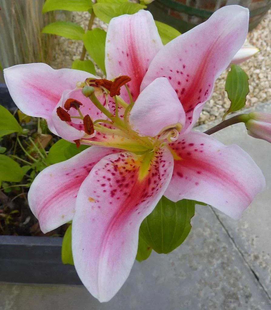 where are the seeds in a lily flower 30 Pink Lily Flower Seeds