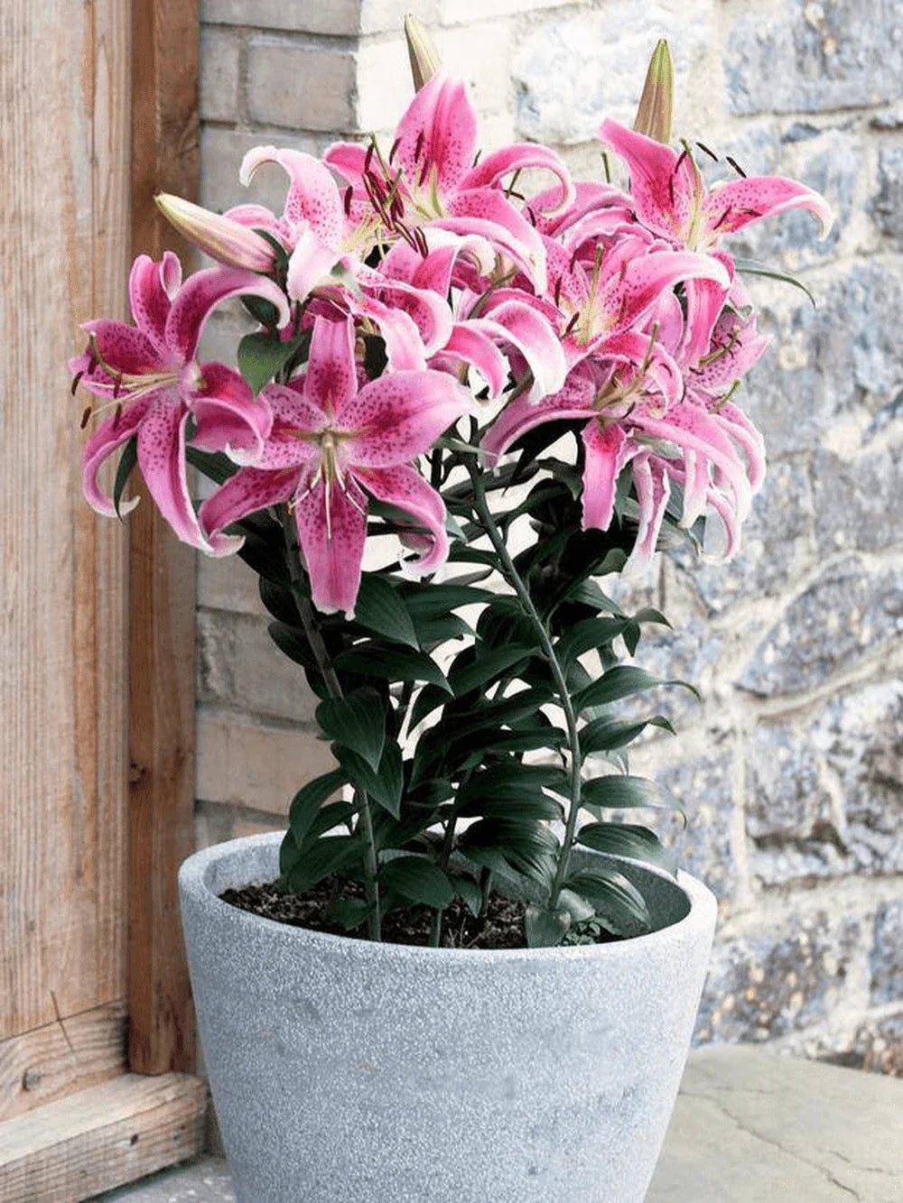 pink lily flower seeds 30 Pink Lily Flower Seeds