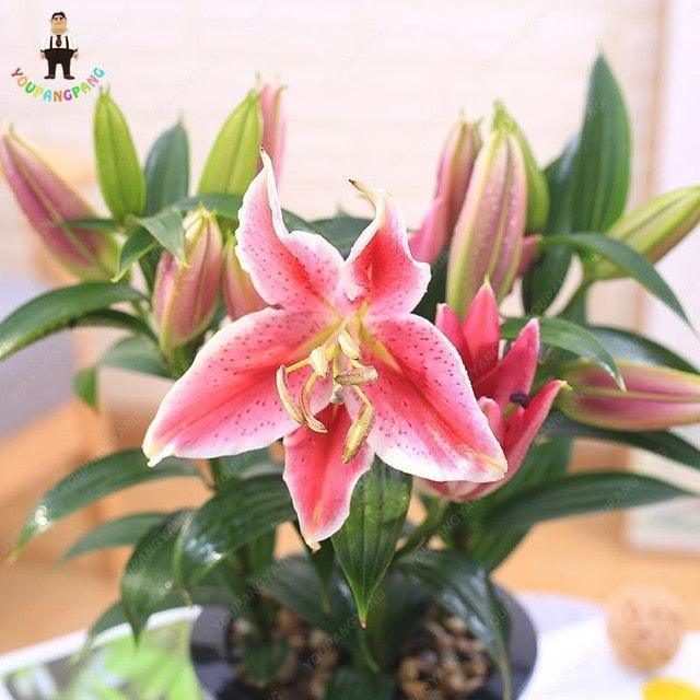 pink lily flower seeds 30 Pink Lily Flower Seeds