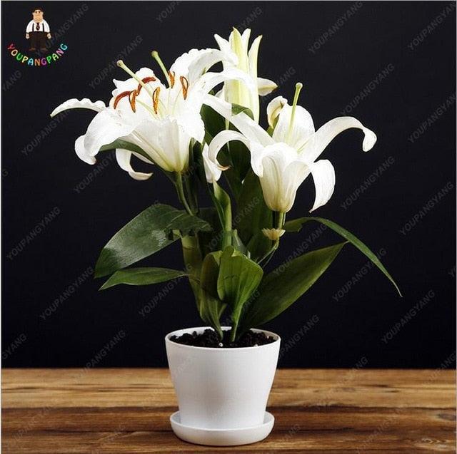 white lily flower seeds Pink Lily Flower Seeds – 30 Count