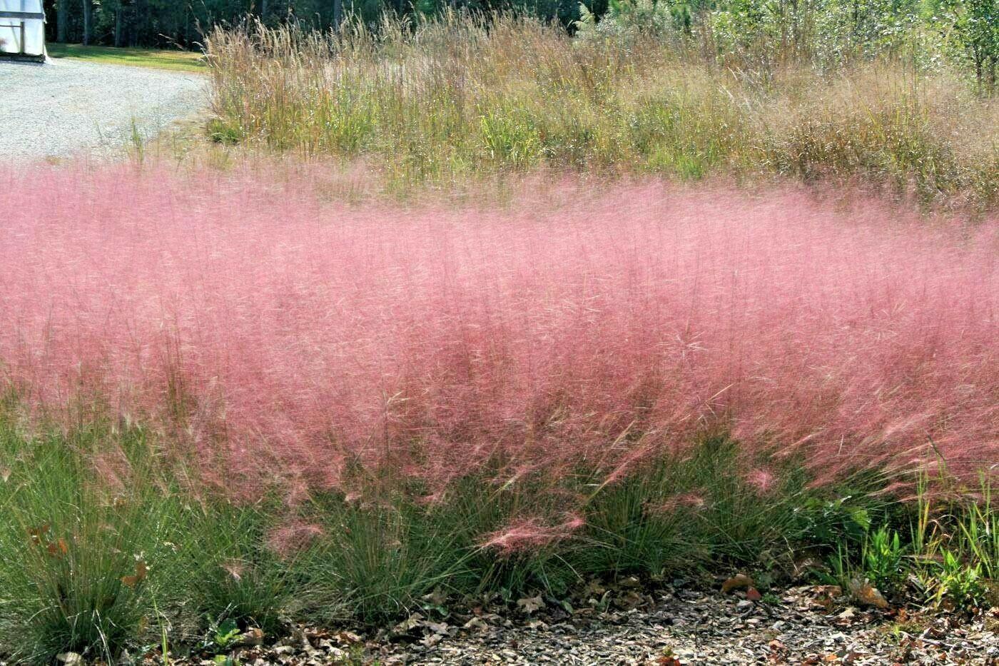 30 Pink Muhly­ Grass Seeds - Seed World