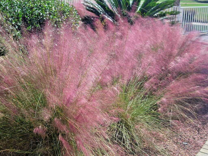 30 Pink Muhly Grass Seeds Perennial Muhlenbergia Capillaris -  Portugal