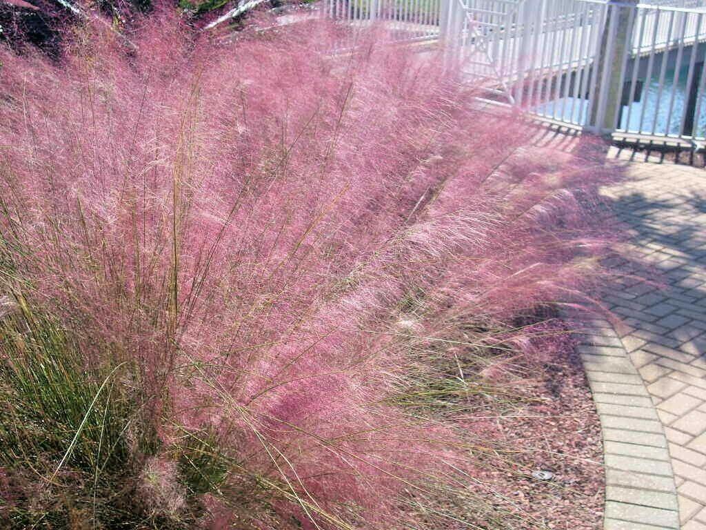 30 Pink Muhly Grass Seeds Perennial Muhlenbergia Capillaris -  Portugal