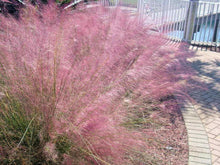 30 Pink Muhly­ Grass Seeds - Seed World