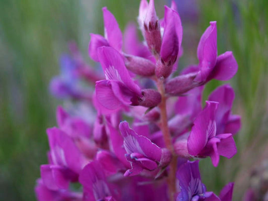 30 Purple Locoweed Seeds - Seed World