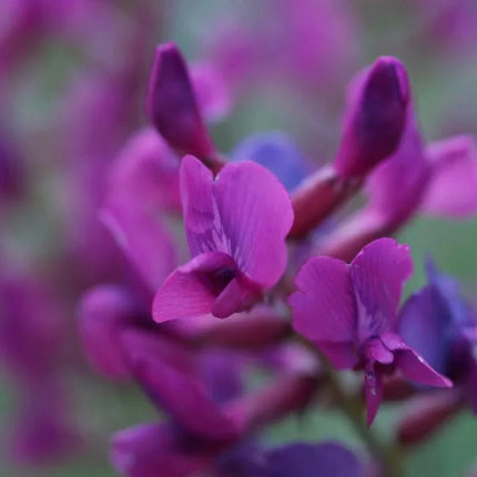 30 Purple Locoweed Seeds - Seed World
