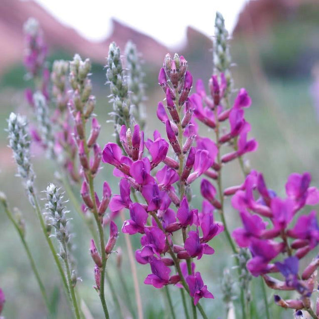 30 Purple Locoweed Seeds - Seed World