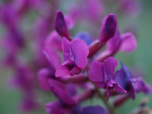 30 Purple Locoweed Seeds - Seed World