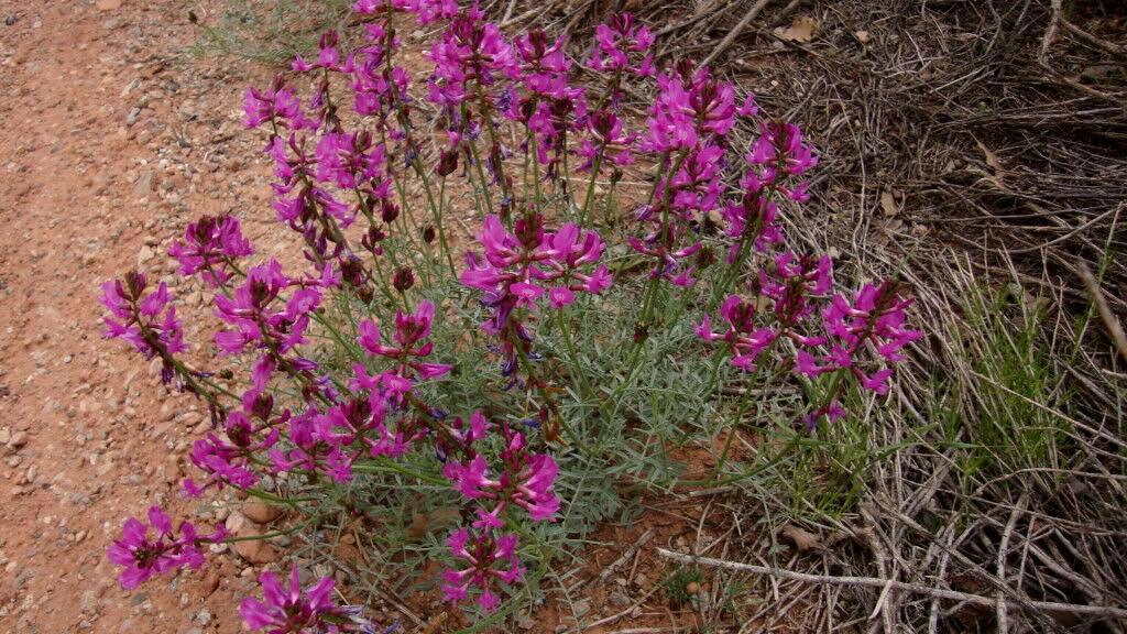 30 Purple Locoweed Seeds - Seed World