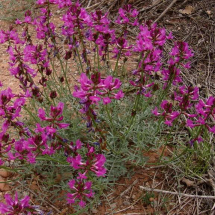 30 Purple Locoweed Seeds - Seed World