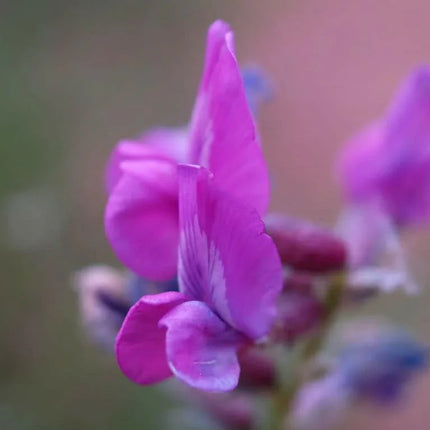 30 Purple Locoweed Seeds - Seed World