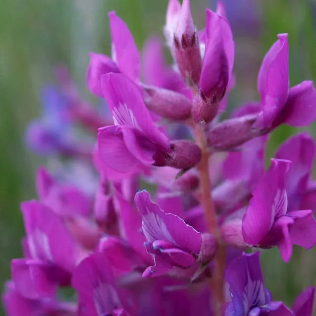30 Purple Locoweed Seeds - Seed World