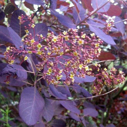 30 Purple Smoke Tree SeedS - Seed World