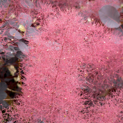 30 Purple Smoke Tree SeedS - Seed World