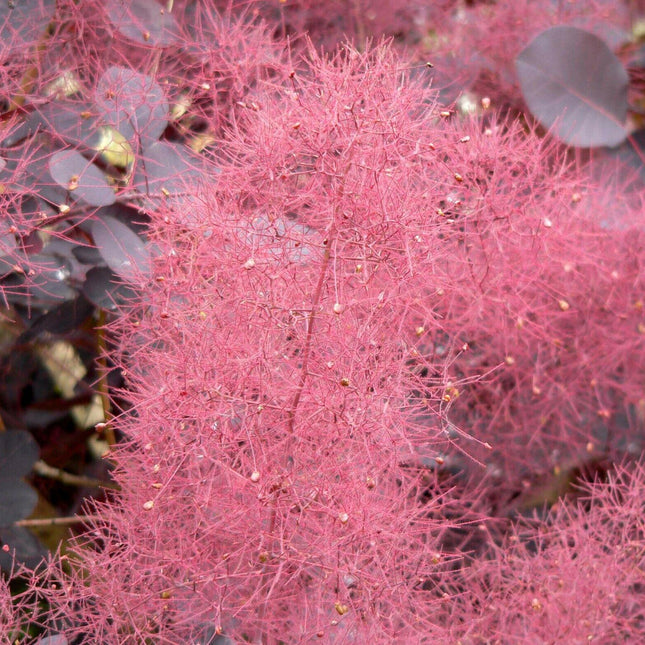 30 Purple Smoke Tree SeedS - Seed World