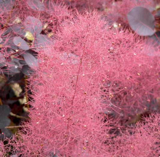 30 Purple Smoke Tree SeedS - Seed World