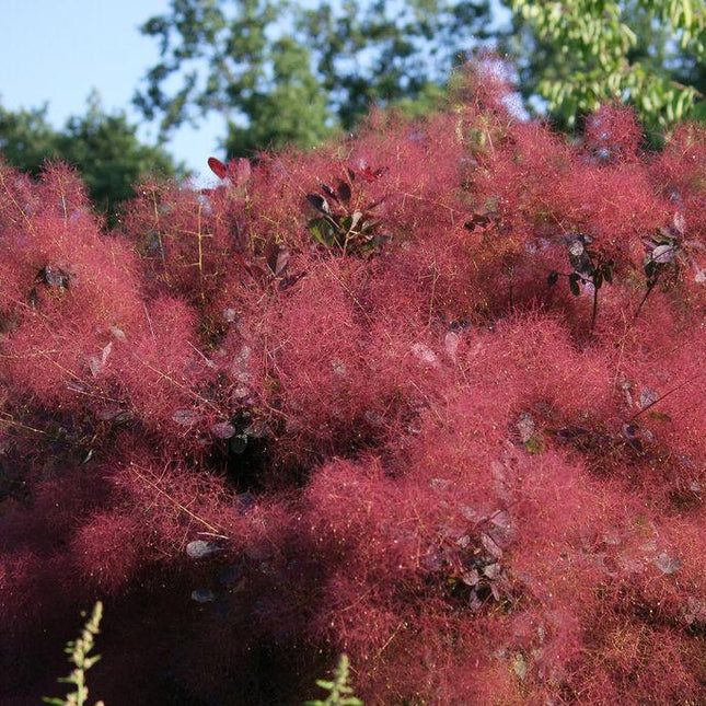 30 Purple-Parent Smoke Tree Seeds (Cotinus coggygria) – parent or mature plant reference; seed-grown results may vary 1