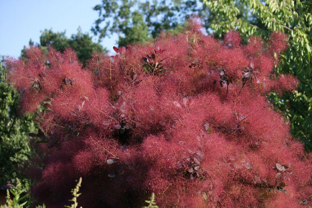 30 Purple Smoke Tree SeedS - Seed World
