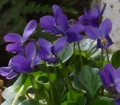 30 Queen Charlotte Viola Flower Seeds - Seed World
