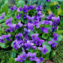 30 Queen Charlotte Viola Flower Seeds - Seed World