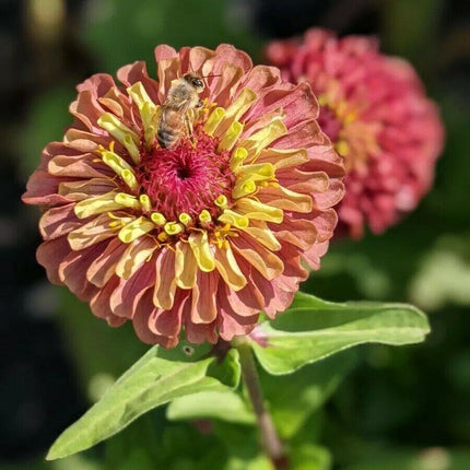 30 Queen Red Lime Zinnia Seeds - Seed World