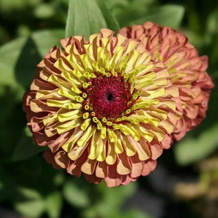 30 Queen Red Lime Zinnia Seeds - Seed World
