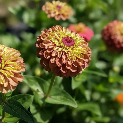 30 Queen Red Lime Zinnia Seeds - Seed World
