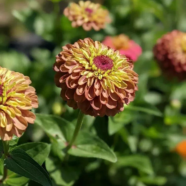 30 Queen Red Lime Zinnia Seeds - Seed World
