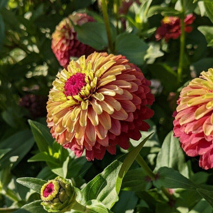 30 Queen Red Lime Zinnia Seeds - Seed World