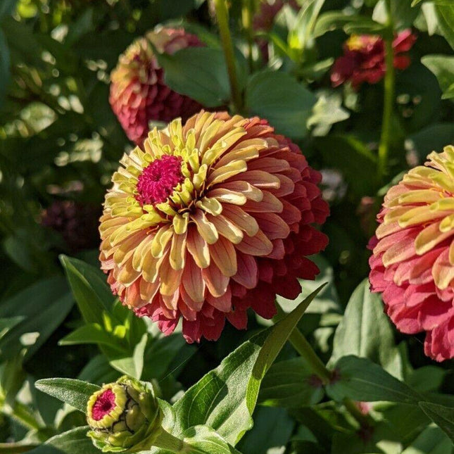 30 Queen Red Lime Zinnia Seeds - Seed World