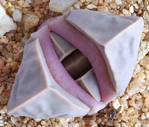 30 Rare Lapidaria Margaretae Living Stone Exotic Seeds - Seed World