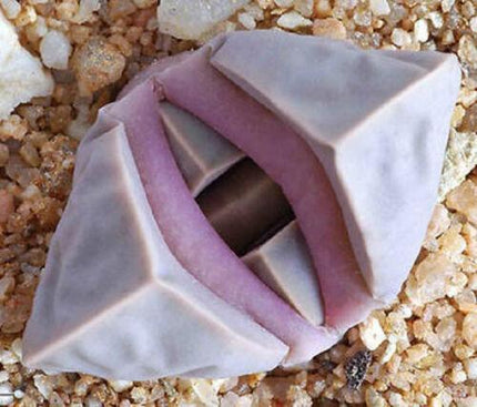 30 Rare Lapidaria Margaretae Living Stone Exotic Seeds - Seed World