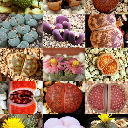 30 Rare Mix Lithops Seeds - Seed World