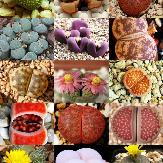 30 Rare Mix Lithops Seeds - Seed World