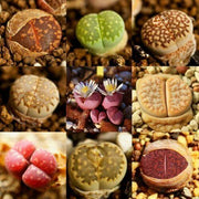 30 Rare Mix Lithops Seeds - Seed World