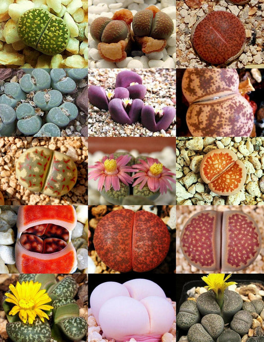30 Rare Mix Lithops Seeds - Seed World