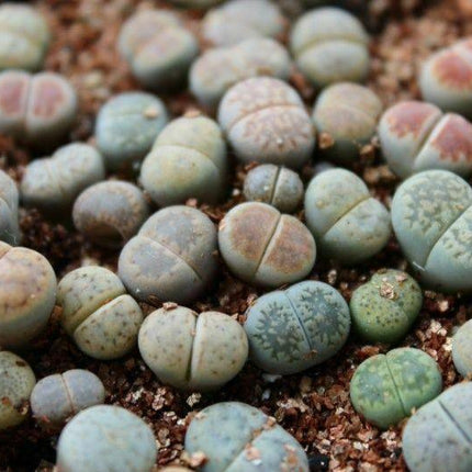 30 Rare Mix Lithops Seeds - Seed World