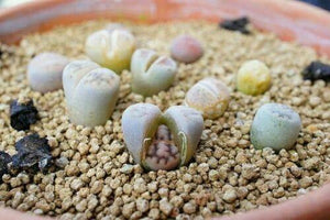 30 Rare Mix Lithops Seeds - Seed World