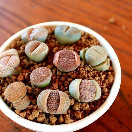 30 Rare Mix Lithops Seeds - Seed World